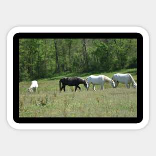 Wild Horse Herd Sticker